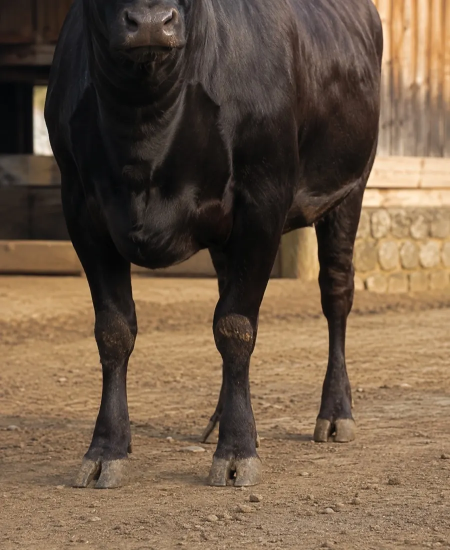 A Japanese Black standing, seen from the legs up